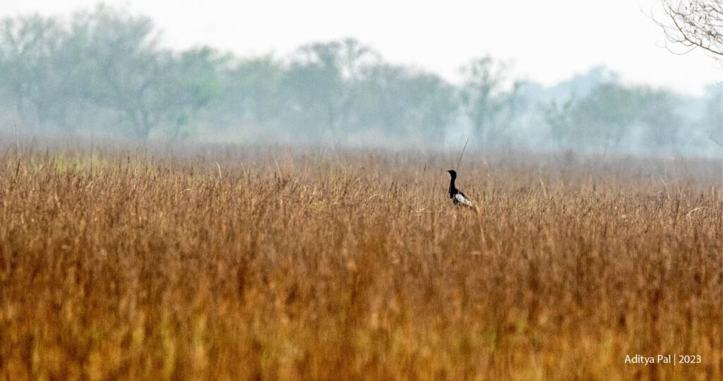 Bengal florican