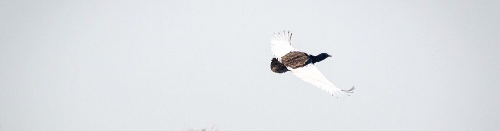 Bengal Florican Project Aditya Pal