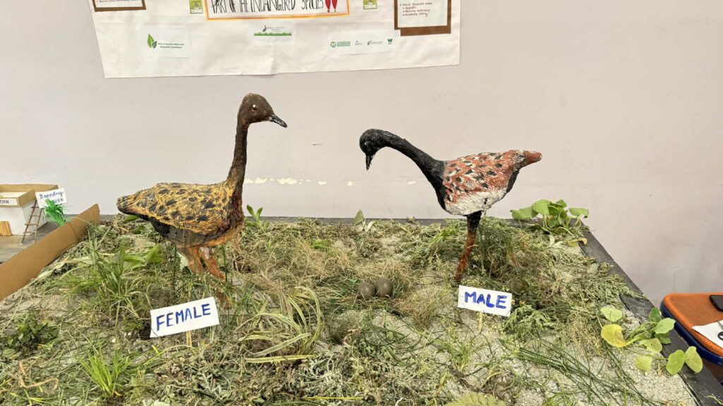 Bengal Florican Conservation