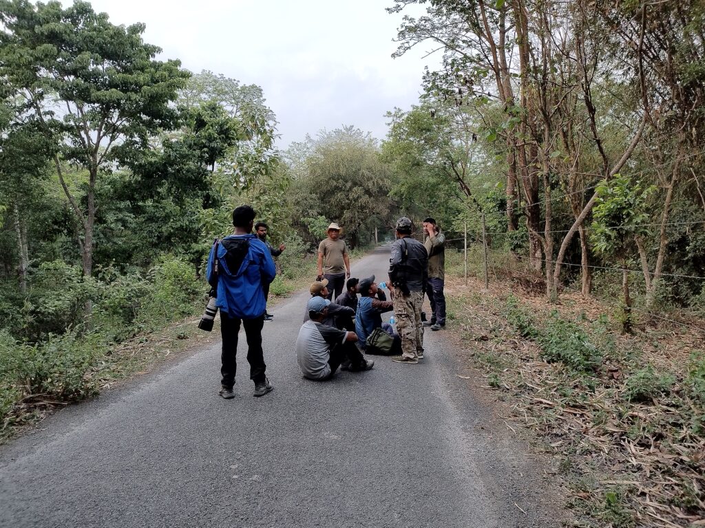 Bengal Florican Survey