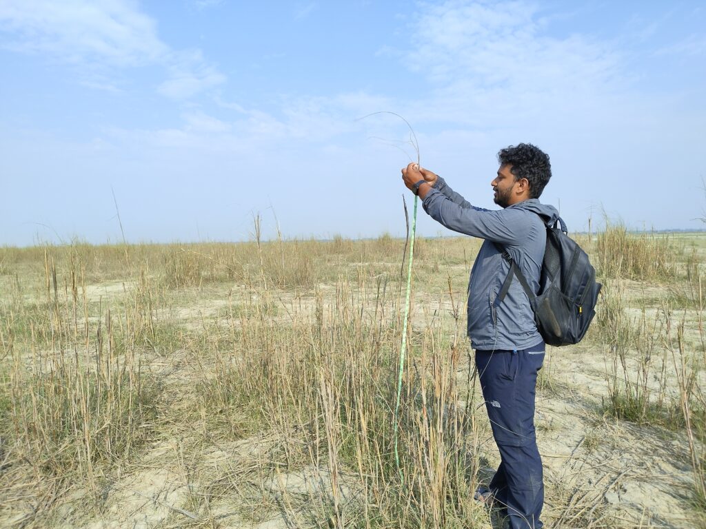 Bengal Florican Survey