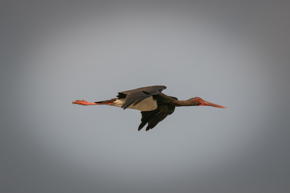 Black_stork_flying_in_Koshi_Tappu_Wildlife_Reserve