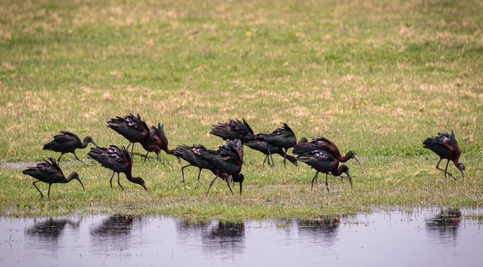 Glossy Ibis