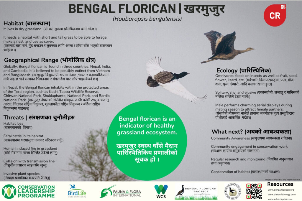 Bengal Florican Project 