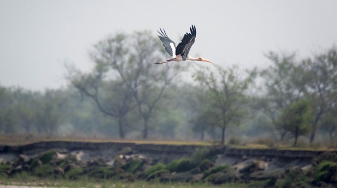 Painted stork