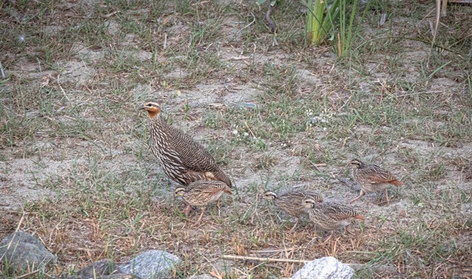 Swamp francolin