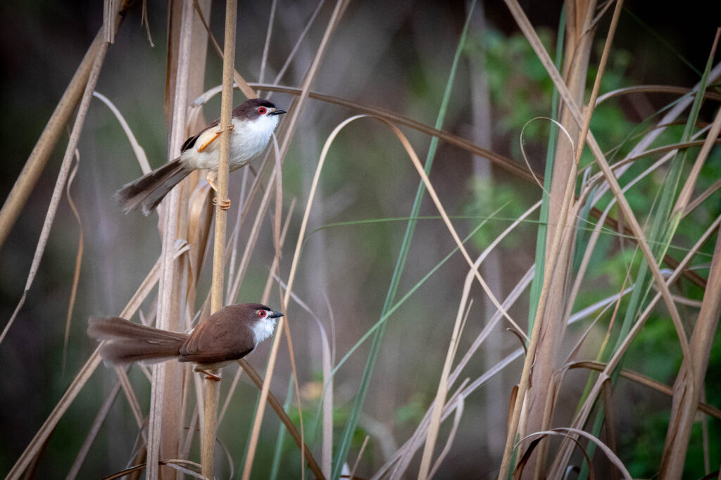 Yellow-eyed_babbler_in_it's_habitat,_at_Koshi_Tappu_Wildlife_Reserve